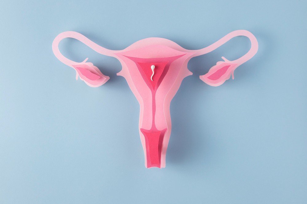 female-reproductive-system-above-view